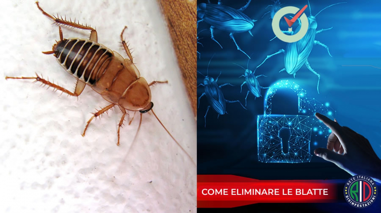 Come eliminare gli scarafaggi in ambiente domestico - Hygene
