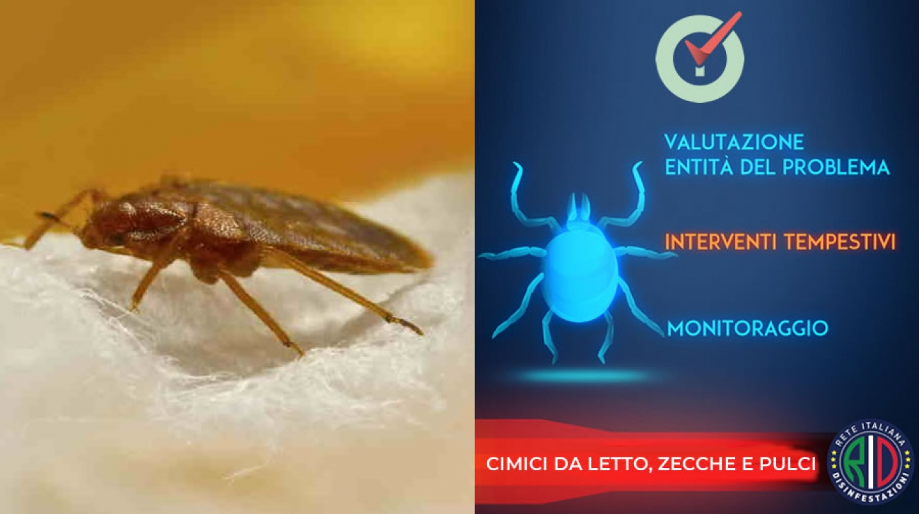 Come eliminare le cimici da letto